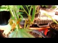 Medical marijuana induction grow lights rock