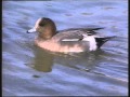 Il Lago e il Padule di Massaciuccoli