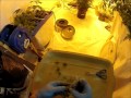 Harvesting Jack Herer Auto Flower Cannabis Marijuana Plant Weed Medical Grow