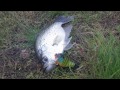 Hatcam Swimbait Fishing: (5lb Bass) GOLIATH Crappie caught while bass fishing!