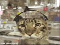Funny Kitty Clips