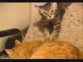 Funny Kitty Clips