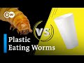 How worms could help solve plastic pollution -  DW Planet A - 2020