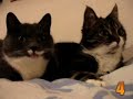 10 Cutest Cat Moments