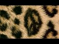 Peace - Wraith (Audio)