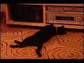 farting cat