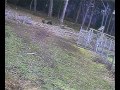 Progetto Escape - Cinghiale giorno