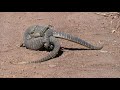 Monitor Lizard Fight.mpg