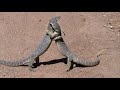 Monitor Lizard Fight.mpg