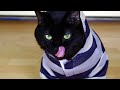 Preppy Kitty Style (Psy Oppa Gangnam Style Parody)