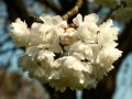 INESSA GALANTE - Decor: Spring April 20. 2011 Prunus / Japanese Cherry ( ...