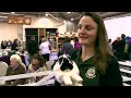 Cute Bunny Jumping Competition!