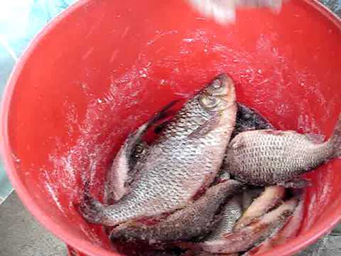 ловля рыбы на карповском водохранилище ловля рыбы на карповском водохранилище