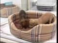 Combattere alitosi cane Combattere alitosi cane