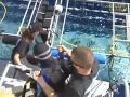 Jonathan Bird's Blue World: Great White Sharks