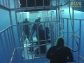 Jonathan Bird's Blue World: Great White Sharks