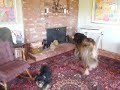 FUNNY DOGS Part 1: Leonberger & Chihuahua Pomeranian Meet Statue!
