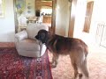 FUNNY DOGS Part 1: Leonberger & Chihuahua Pomeranian Meet Statue!
