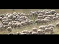 Praterie: High-elevation grazing at Gran Sasso-Laga Park