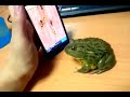 Frog plays Ant Crusher and eat my finger FULL VIDEO IPHONE Frosch grenouille doigt rana dedo Galaxy