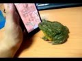 Frog plays Ant Crusher and eat my finger FULL VIDEO IPHONE