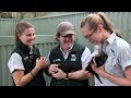 2012 Tasmanian Devil Joeys