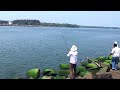 Threadfin Salmon Caught At Munambam Arabian Sea Estuary Munambam Fishing Season