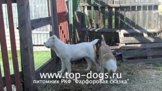 купить среднеазиатская овчарка.