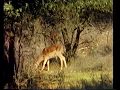 I danni provocati dalla fauna selvatica alle colture agrarie nel Parco e i mezzi per il loro contenimento