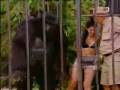 el gorila, bromas, videos chistosos y videos graciosos