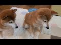 柴犬ひかいち「小包が届いたよ!」 Parcel and Shiba Inu