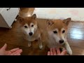 柴犬ひかいち「小包が届いたよ!」 Parcel and Shiba Inu