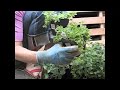 How to Plant a Pallet Garden