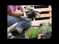 How to Plant a Pallet Garden