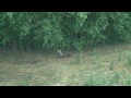 Long range daylight fox shooting