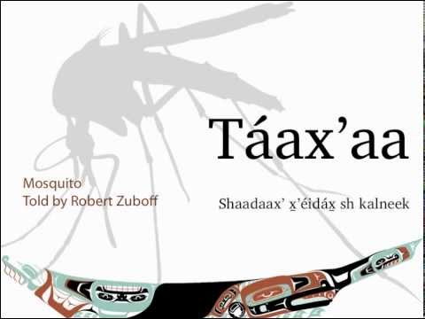 Táaxʼaa -- Shaadaaxʼ X̱ʼéidáx̱ Sh Kalneek (Mosquito, told by Robert Zuboff)