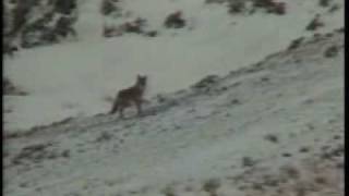 Elk Inc Yote Howler Coyote Wolf Predator Call for sale online 