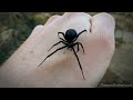 Handling a Female Black Widow Spider (Latrodectus mactans)
