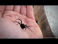 Handling a Female Black Widow Spider (Latrodectus mactans)