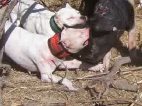 dogo argentino hunting boar. The Dogo Argentino 4:02