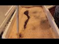 Brewing an Imperial Stout (and maybe a standard stout too...) with Joe PT 1