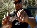 Smallest Trout Ever Caught Using A Lip RipperZ!