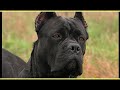 CANE CORSO ITALIANO trailer documentario