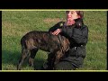 CANE CORSO ITALIANO trailer documentario