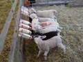 Овцеводство: Hungry Lambs