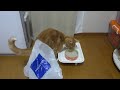 袋で大惨事になった猫 - the cat blunders with plastic bag -