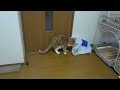 袋で大惨事になった猫 - the cat blunders with plastic bag -
