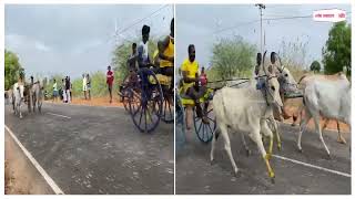 थूथुकुडी स्थित श्री भद्रकाली अम्मन मंदिर के कोडाई उत्सव पर बैलगाड़ी दौड़ का आयोजन