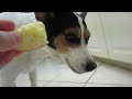Cute Doggy Eats Apple!