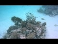 [TZ7-HD] Bora Bora Snorkeling